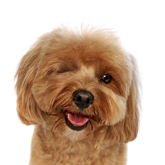 Collection image for: Pets